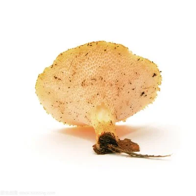 Is Polyporus Powder Effective for Detoxification?